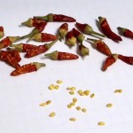 Chilis-anbauen-3